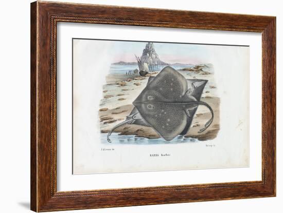 Common Skate, 1863-79-Raimundo Petraroja-Framed Giclee Print