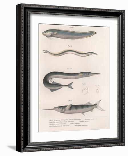 Common Snake Fish. Common Sand Eel. Common Hornhecht. Brazilian Halfbeak, C.1850S-null-Framed Giclee Print