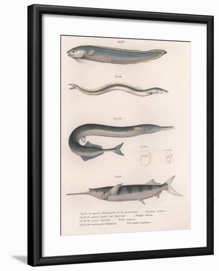 Common Snake Fish. Common Sand Eel. Common Hornhecht. Brazilian Halfbeak, C.1850S-null-Framed Giclee Print