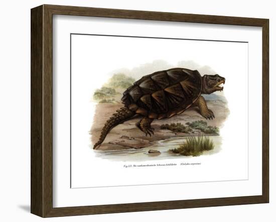 Common Snapping Turtle-null-Framed Giclee Print