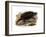 Common Snapping Turtle-null-Framed Giclee Print