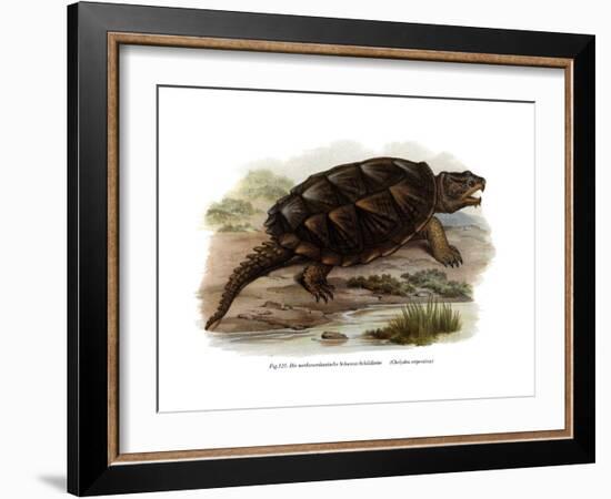 Common Snapping Turtle-null-Framed Giclee Print