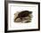 Common Snapping Turtle-null-Framed Giclee Print