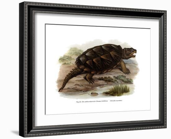 Common Snapping Turtle-null-Framed Giclee Print