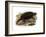 Common Snapping Turtle-null-Framed Giclee Print
