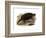 Common Snapping Turtle-null-Framed Giclee Print