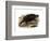 Common Snapping Turtle-null-Framed Giclee Print