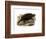 Common Snapping Turtle-null-Framed Giclee Print