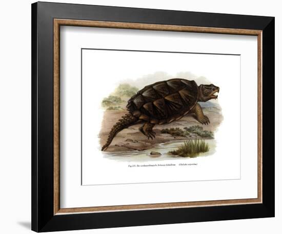 Common Snapping Turtle-null-Framed Giclee Print