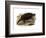 Common Snapping Turtle-null-Framed Giclee Print