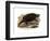 Common Snapping Turtle-null-Framed Giclee Print