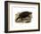 Common Snapping Turtle-null-Framed Giclee Print