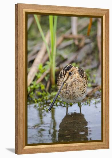Common Snipe Adult Feeding in Marsh-Larry Ditto-Framed Premier Image Canvas