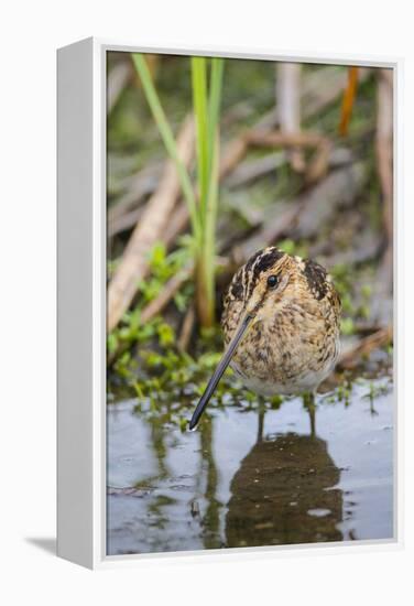 Common Snipe Adult Feeding in Marsh-Larry Ditto-Framed Premier Image Canvas