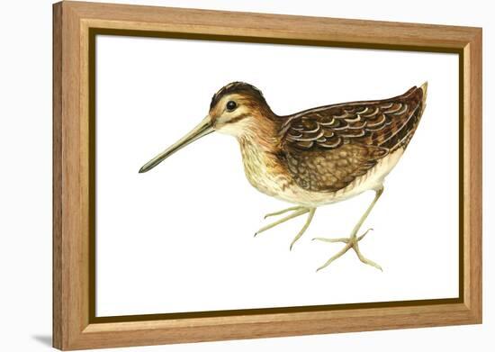 Common Snipe (Gallinago Gallinago), Birds-Encyclopaedia Britannica-Framed Stretched Canvas