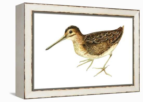 Common Snipe (Gallinago Gallinago), Birds-Encyclopaedia Britannica-Framed Stretched Canvas