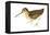 Common Snipe (Gallinago Gallinago), Birds-Encyclopaedia Britannica-Framed Stretched Canvas