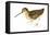 Common Snipe (Gallinago Gallinago), Birds-Encyclopaedia Britannica-Framed Stretched Canvas