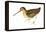 Common Snipe (Gallinago Gallinago), Birds-Encyclopaedia Britannica-Framed Stretched Canvas