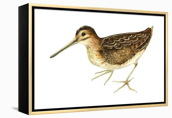 Common Snipe (Gallinago Gallinago), Birds-Encyclopaedia Britannica-Framed Stretched Canvas