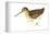 Common Snipe (Gallinago Gallinago), Birds-Encyclopaedia Britannica-Framed Stretched Canvas