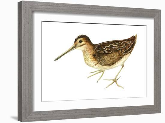 Common Snipe (Gallinago Gallinago), Birds-Encyclopaedia Britannica-Framed Art Print