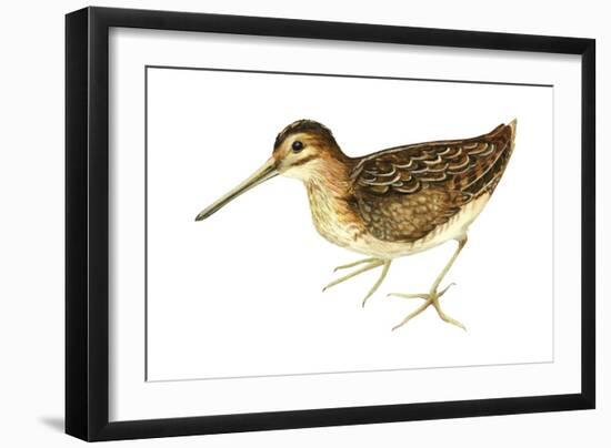 Common Snipe (Gallinago Gallinago), Birds-Encyclopaedia Britannica-Framed Art Print