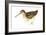 Common Snipe (Gallinago Gallinago), Birds-Encyclopaedia Britannica-Framed Art Print