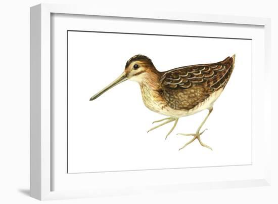 Common Snipe (Gallinago Gallinago), Birds-Encyclopaedia Britannica-Framed Art Print