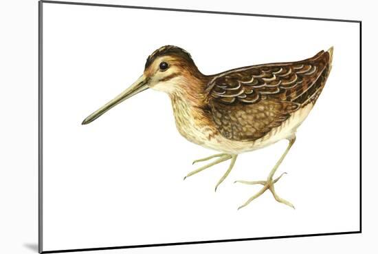 Common Snipe (Gallinago Gallinago), Birds-Encyclopaedia Britannica-Mounted Art Print