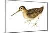 Common Snipe (Gallinago Gallinago), Birds-Encyclopaedia Britannica-Mounted Art Print