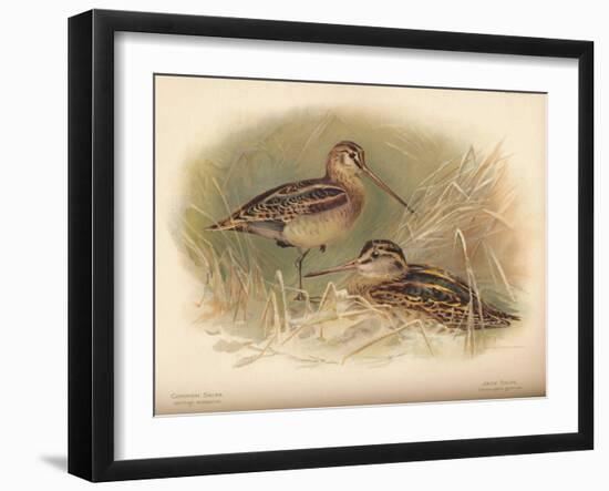 Common Snipe (Gallinago scolopacina), Jack Snipe (Limnocryptes gallinula), 1900, (1900)-Charles Whymper-Framed Giclee Print