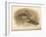 Common Snipe (Gallinago scolopacina), Jack Snipe (Limnocryptes gallinula), 1900, (1900)-Charles Whymper-Framed Giclee Print