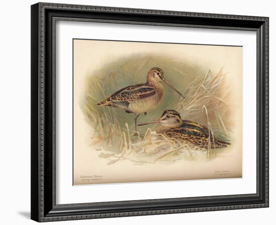 Common Snipe (Gallinago scolopacina), Jack Snipe (Limnocryptes gallinula), 1900, (1900)-Charles Whymper-Framed Giclee Print