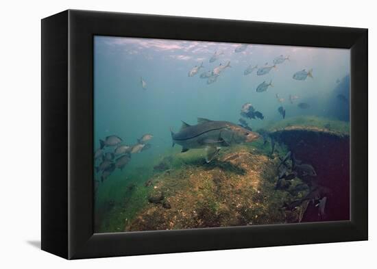 Common Snook (Centropomus Undecimalis) Crystal River, Florida, USA-Reinhard Dirscherl-Framed Premier Image Canvas