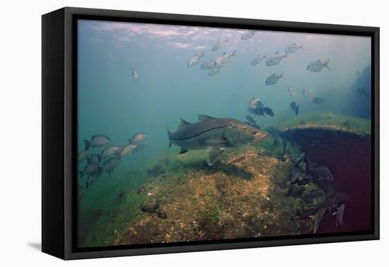 Common Snook (Centropomus Undecimalis) Crystal River, Florida, USA-Reinhard Dirscherl-Framed Premier Image Canvas