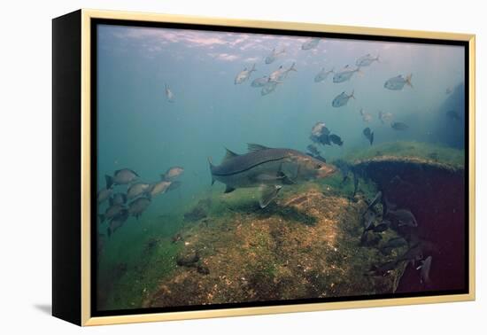 Common Snook (Centropomus Undecimalis) Crystal River, Florida, USA-Reinhard Dirscherl-Framed Premier Image Canvas