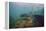 Common Snook (Centropomus Undecimalis) Crystal River, Florida, USA-Reinhard Dirscherl-Framed Premier Image Canvas