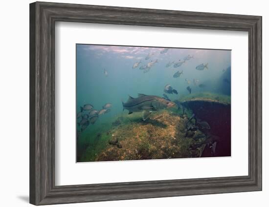 Common Snook (Centropomus Undecimalis) Crystal River, Florida, USA-Reinhard Dirscherl-Framed Photographic Print