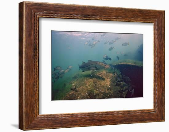 Common Snook (Centropomus Undecimalis) Crystal River, Florida, USA-Reinhard Dirscherl-Framed Photographic Print