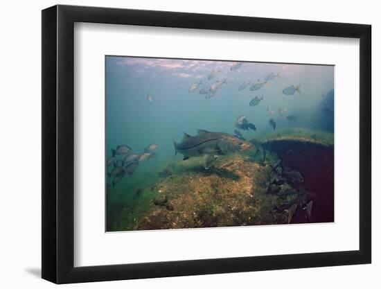 Common Snook (Centropomus Undecimalis) Crystal River, Florida, USA-Reinhard Dirscherl-Framed Photographic Print