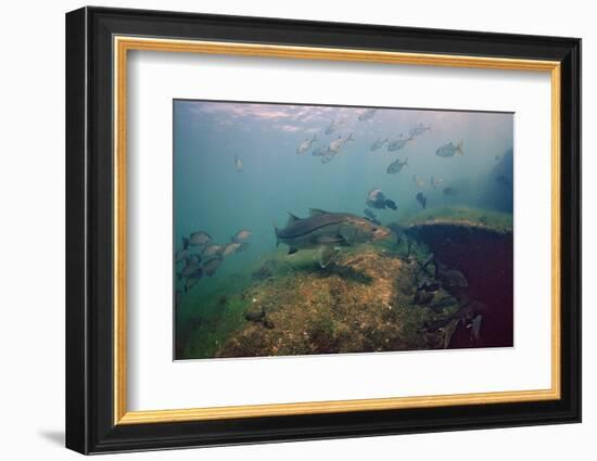 Common Snook (Centropomus Undecimalis) Crystal River, Florida, USA-Reinhard Dirscherl-Framed Photographic Print