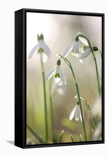 Common Snowdrop (Galanthus Nivalis)-Dr. Keith Wheeler-Framed Premier Image Canvas