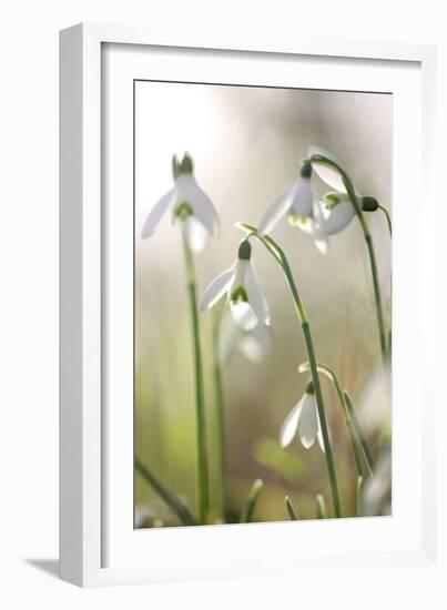 Common Snowdrop (Galanthus Nivalis)-Dr. Keith Wheeler-Framed Photographic Print