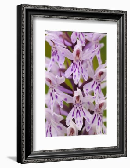 Common spotted orchid flower, Cotswolds, UK-Ross Hoddinott-Framed Photographic Print