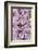 Common spotted orchid flower, Cotswolds, UK-Ross Hoddinott-Framed Photographic Print