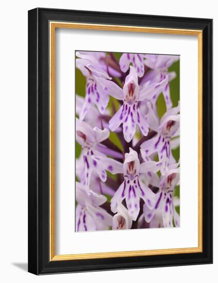 Common spotted orchid flower, Cotswolds, UK-Ross Hoddinott-Framed Photographic Print