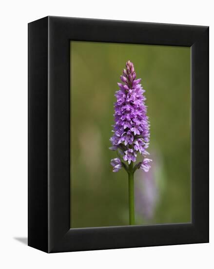 Common Spotted Orchid, Gait Barrows Nature Reserve, Arnside, Cumbria, England-Steve & Ann Toon-Framed Premier Image Canvas