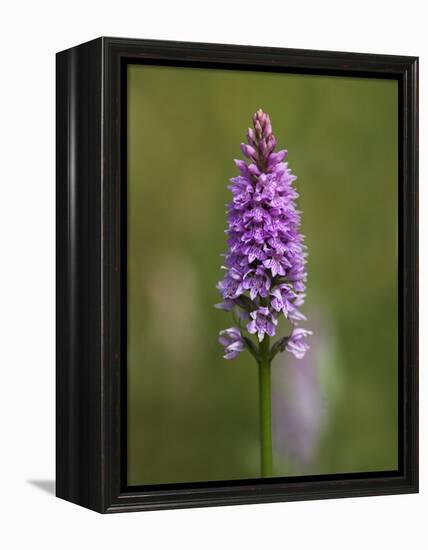 Common Spotted Orchid, Gait Barrows Nature Reserve, Arnside, Cumbria, England-Steve & Ann Toon-Framed Premier Image Canvas