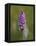 Common Spotted Orchid, Gait Barrows Nature Reserve, Arnside, Cumbria, England-Steve & Ann Toon-Framed Premier Image Canvas